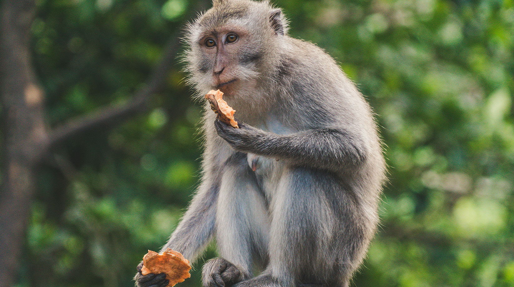 monkey-facts-mammals-bbc-earth-bbc-earth